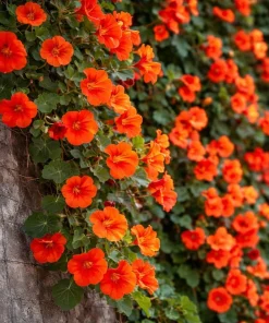 5 Trumpet Creeper Vines - 6-12