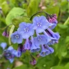 5 Virginia Bluebell Bulbs - Blue Bell Wildflower Roots - Shade Perennial Plants - Image 1