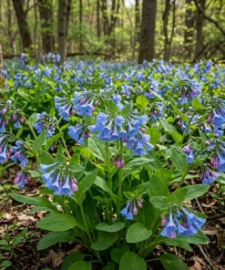 5 Virginia Bluebells Bare Roots - Mertensia Virginica Perennial Flowers - Image 3