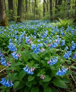 5 Virginia Bluebells Bare Roots - Mertensia Virginica Perennial Flowers - Image 4