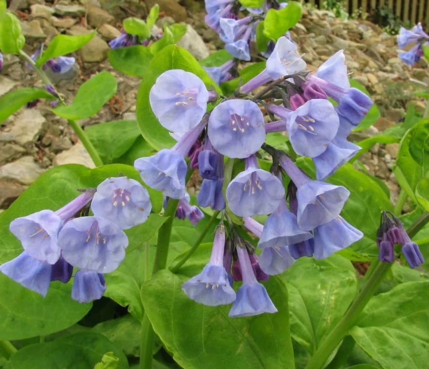5 Virginia Bluebells Bare Roots - Mertensia Virginica Perennial Flowers - Image 5