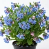 5 Virginia Bluebells Bare Roots - Mertensia Virginica Perennial Flowers - Image 1