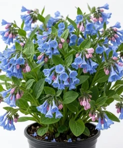 5 Virginia Bluebells Bare Roots - Mertensia Virginica Perennial Flowers - Image 1