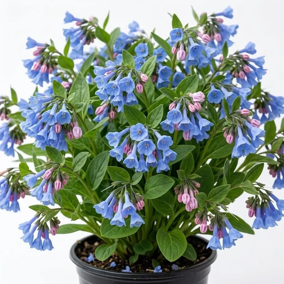 5 Virginia Bluebells Bare Roots - Mertensia Virginica Perennial Flowers - Image 1