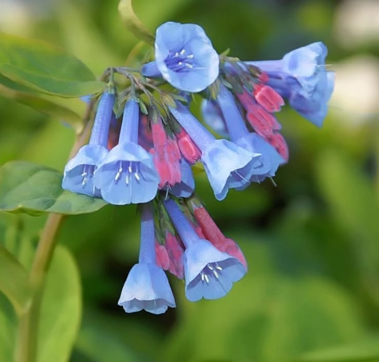 5 Virginia Bluebells Bare Roots - Mertensia Virginica Perennial Flowers - Image 6