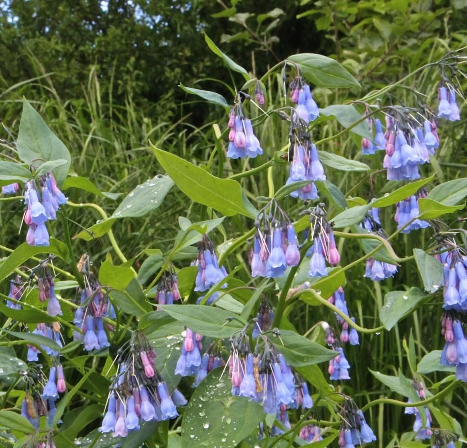 5 Virginia Bluebells Bare Roots - Mertensia Virginica Perennial Flowers - Image 7