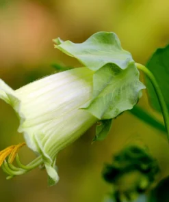 5 White Cathedral Bells Vine Seeds - Cobaea Scandens Alba Climber - Image 2