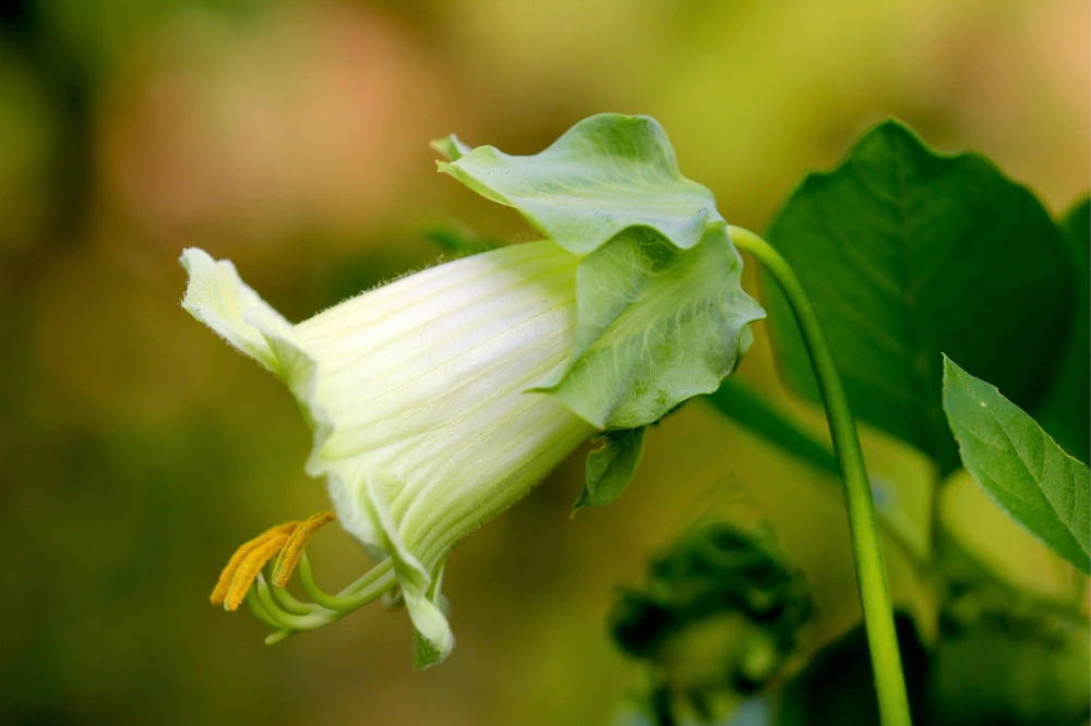 5 White Cathedral Bells Vine Seeds - Cobaea Scandens Alba Climber - Image 2