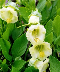 5 White Cathedral Bells Vine Seeds - Cobaea Scandens Alba Climber - Image 3