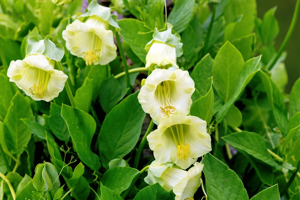 5 White Cathedral Bells Vine Seeds - Cobaea Scandens Alba Climber - Image 3