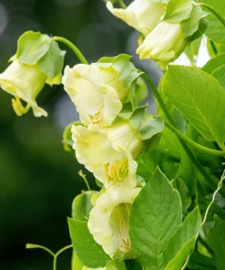 5 White Cathedral Bells Vine Seeds - Cobaea Scandens Alba Climber - Image 4