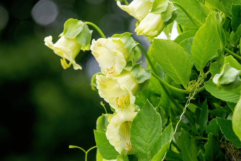 5 White Cathedral Bells Vine Seeds - Cobaea Scandens Alba Climber - Image 4