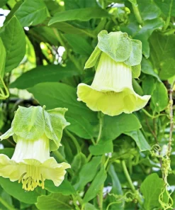 5 White Cathedral Bells Vine Seeds - Cobaea Scandens Alba Climber - Image 5
