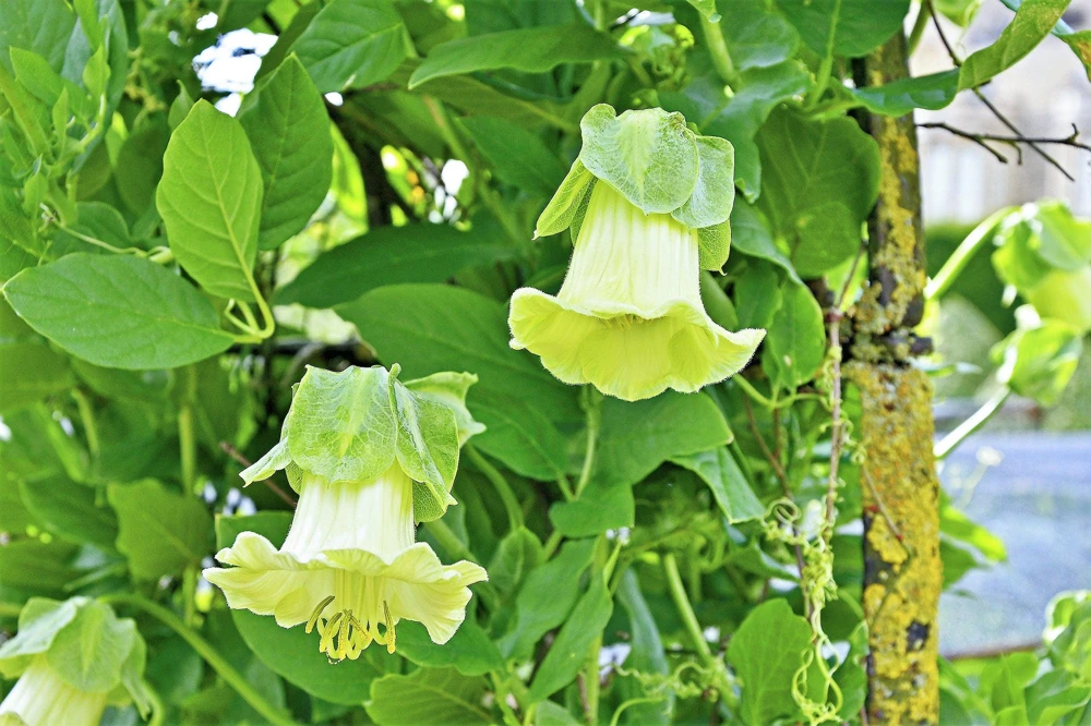 5 White Cathedral Bells Vine Seeds - Cobaea Scandens Alba Climber - Image 5