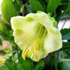 5 White Cathedral Bells Vine Seeds - Cobaea Scandens Alba Climber - Image 1