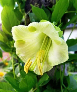 5 White Cathedral Bells Vine Seeds - Cobaea Scandens Alba Climber - Image 1