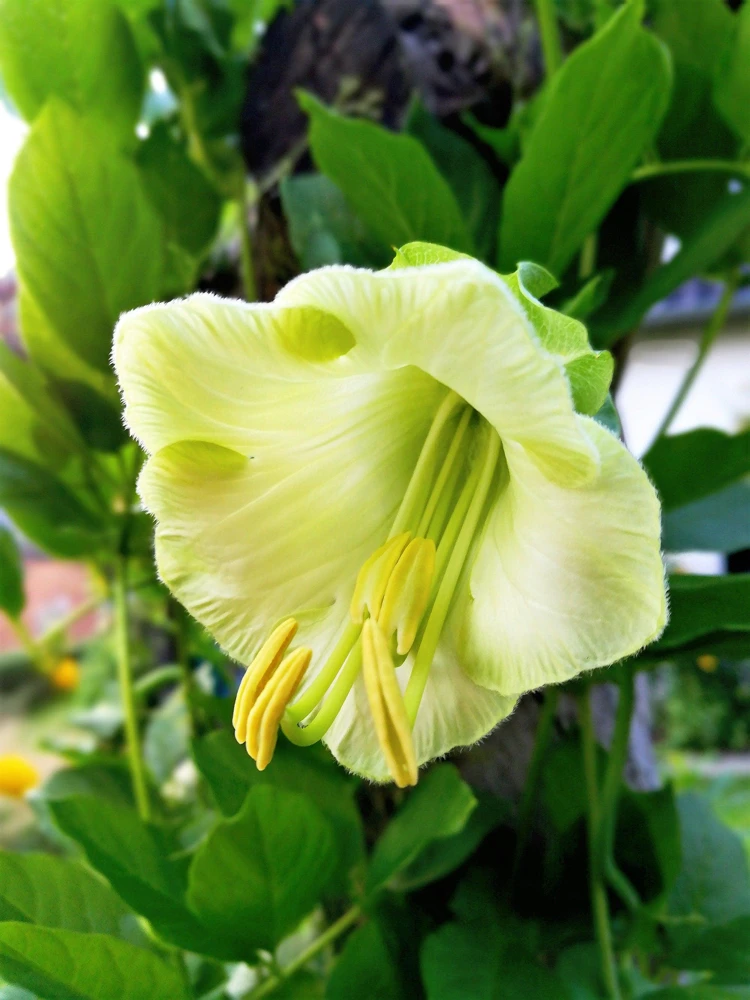 5 White Cathedral Bells Vine Seeds - Cobaea Scandens Alba Climber - Image 1