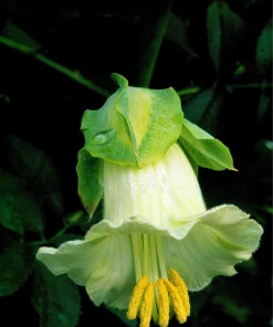 5 White Cathedral Bells Vine Seeds - Cobaea Scandens Alba Climber - Image 6