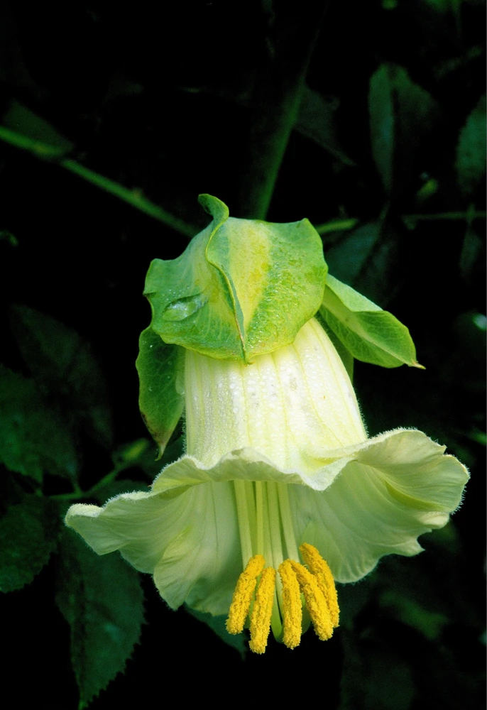 5 White Cathedral Bells Vine Seeds - Cobaea Scandens Alba Climber - Image 6