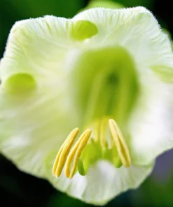 5 White Cathedral Bells Vine Seeds - Cobaea Scandens Alba Climber - Image 7