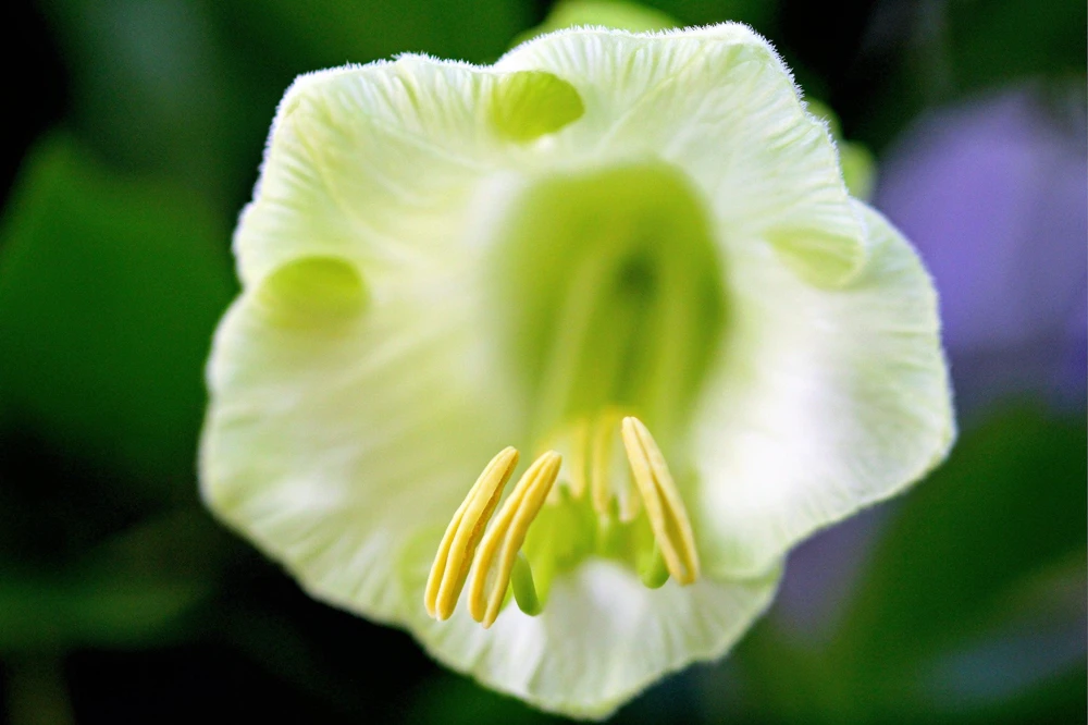 5 White Cathedral Bells Vine Seeds - Cobaea Scandens Alba Climber - Image 7