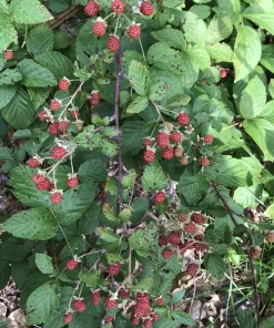 5 Wild Blackberry Bush Live Plants, Bare Root Edible Berry Bushes for Home Garden, Outdoor - Image 2