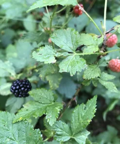 5 Wild Blackberry Bush Live Plants, Bare Root Edible Berry Bushes for Home Garden, Outdoor - Image 3