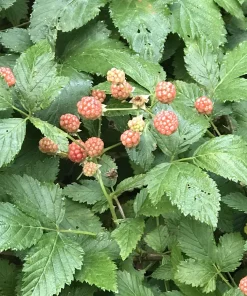 5 Wild Blackberry Bush Live Plants, Bare Root Edible Berry Bushes for Home Garden, Outdoor - Image 4