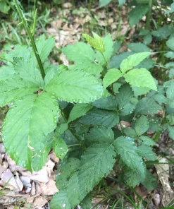 5 Wild Blackberry Bush Live Plants, Bare Root Edible Berry Bushes for Home Garden, Outdoor - Image 5