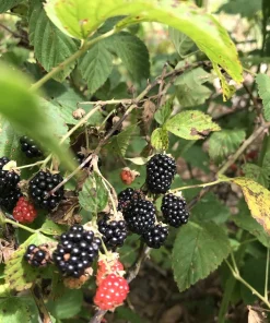 5 Wild Blackberry Bush Live Plants, Bare Root Edible Berry Bushes for Home Garden, Outdoor - Image 6