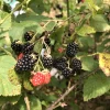 5 Wild Blackberry Bush Live Plants, Bare Root Edible Berry Bushes for Home Garden, Outdoor - Image 1