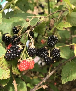 5 Wild Blackberry Bush Live Plants, Bare Root Edible Berry Bushes for Home Garden, Outdoor - Image 1