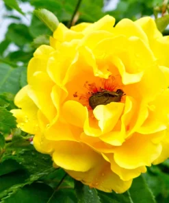 5 Yellow Rose Seeds – Shrub Perennial Flower Seeds – Beautiful Garden Blooms - Image 10