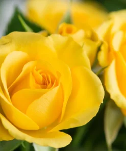 5 Yellow Rose Seeds – Shrub Perennial Flower Seeds – Beautiful Garden Blooms - Image 11