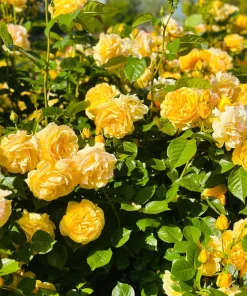 5 Yellow Rose Seeds – Shrub Perennial Flower Seeds – Beautiful Garden Blooms - Image 12
