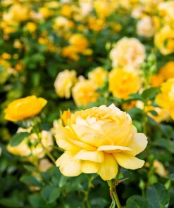 5 Yellow Rose Seeds – Shrub Perennial Flower Seeds – Beautiful Garden Blooms - Image 2