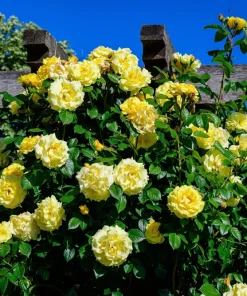 5 Yellow Rose Seeds – Shrub Perennial Flower Seeds – Beautiful Garden Blooms - Image 3