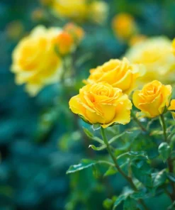 5 Yellow Rose Seeds – Shrub Perennial Flower Seeds – Beautiful Garden Blooms - Image 5