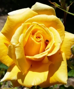 5 Yellow Rose Seeds – Shrub Perennial Flower Seeds – Beautiful Garden Blooms - Image 6