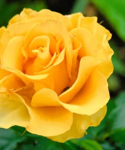 5 Yellow Rose Seeds – Shrub Perennial Flower Seeds – Beautiful Garden Blooms - Image 7