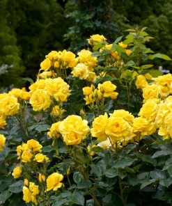 5 Yellow Rose Seeds – Shrub Perennial Flower Seeds – Beautiful Garden Blooms - Image 8