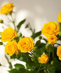 5 Yellow Rose Seeds – Shrub Perennial Flower Seeds – Beautiful Garden Blooms - Image 9