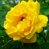 5 Yellow Rose Seeds – Shrub Perennial Flower Seeds – Beautiful Garden Blooms - Image 1