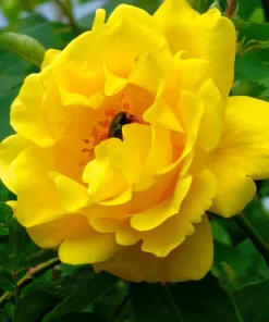 5 Yellow Rose Seeds – Shrub Perennial Flower Seeds – Beautiful Garden Blooms - Image 1