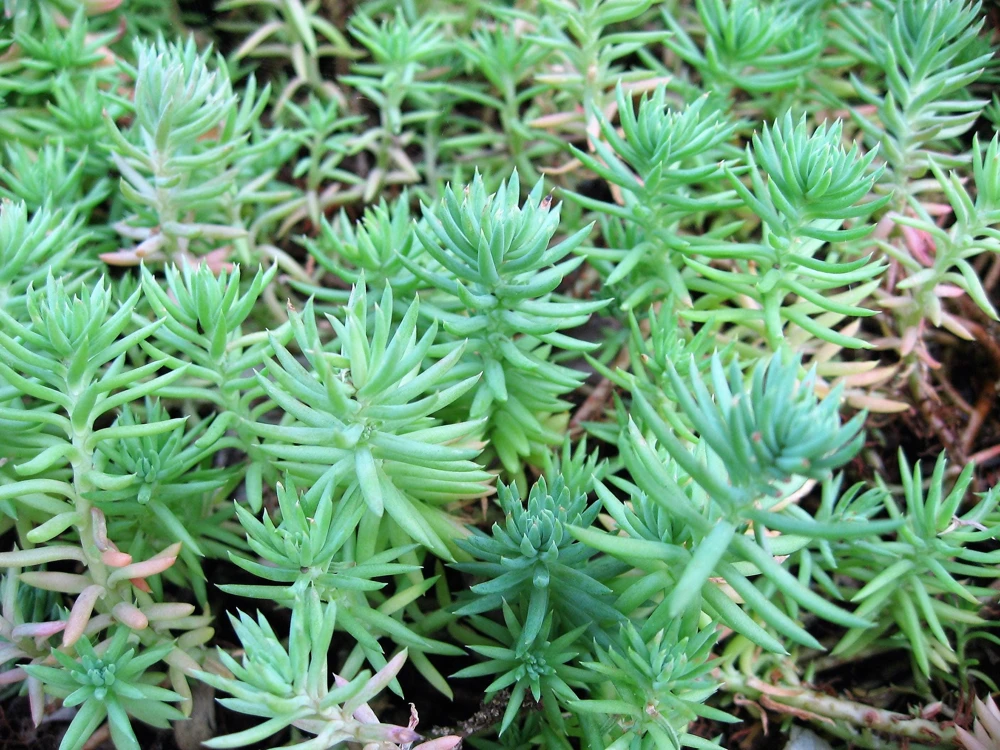 50 Blue Spruce Sedum Reflexum Succulent Seeds - Goldmoss Stonecrop - Image 2