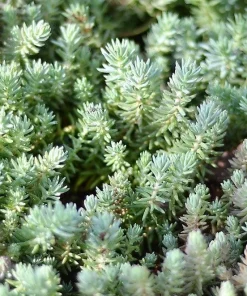 50 Blue Spruce Sedum Reflexum Succulent Seeds - Goldmoss Stonecrop - Image 3