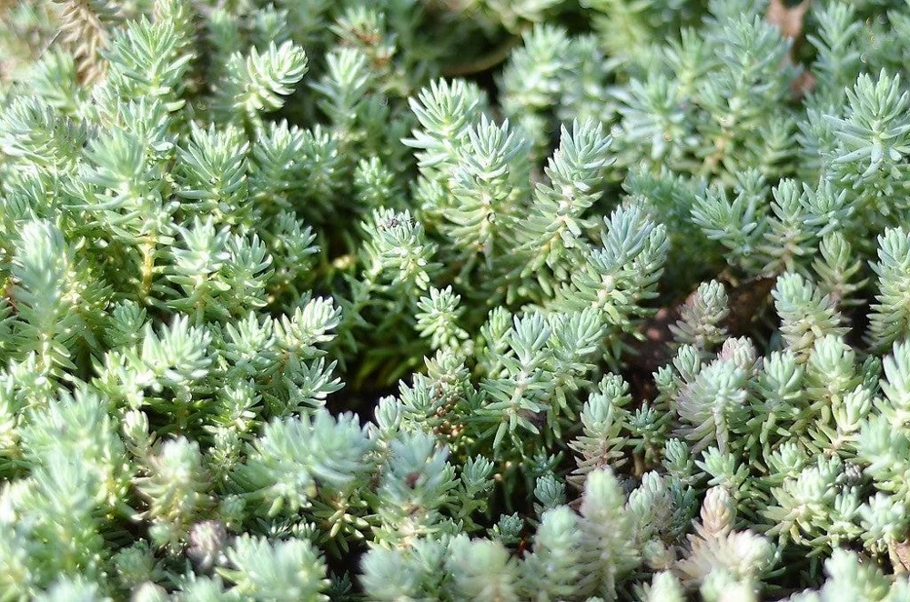 50 Blue Spruce Sedum Reflexum Succulent Seeds - Goldmoss Stonecrop - Image 3
