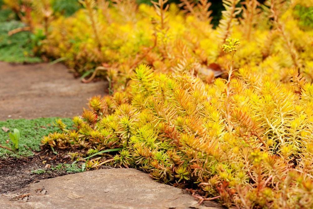 50 Blue Spruce Sedum Reflexum Succulent Seeds - Goldmoss Stonecrop - Image 4