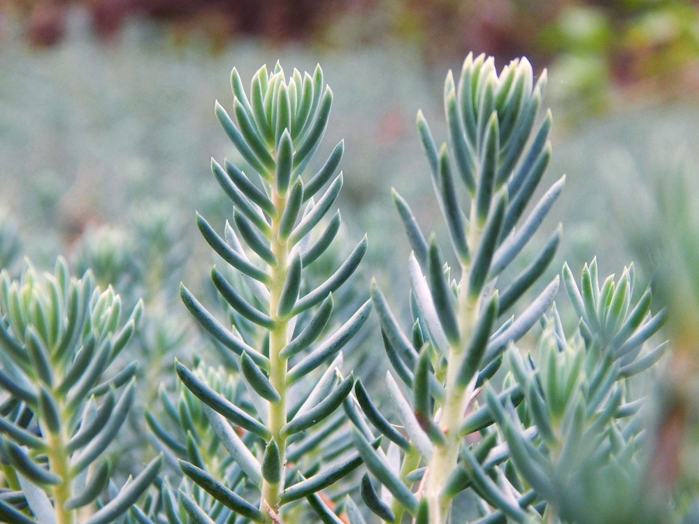 50 Blue Spruce Sedum Reflexum Succulent Seeds - Goldmoss Stonecrop - Image 1