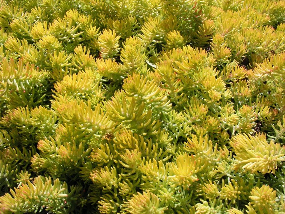 50 Blue Spruce Sedum Reflexum Succulent Seeds - Goldmoss Stonecrop - Image 5